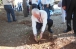 В Аммане будут расти украинские деревья