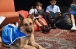 В школах Дубая навыками чтения помогают овладевать… собаки