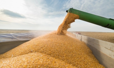 Египет перезаключает контракт с Украиной на поставку зерна