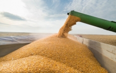 Єгипет укладе новий контракт з Україною на поставку зерна