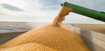 Египет перезаключает контракт с Украиной на поставку зерна