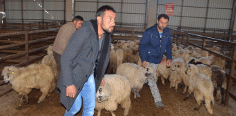 300 овець + зарплата: повертайтеся до села!