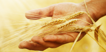 Україна збільшила постачу пшениці на Близький Схід і в Індонезію